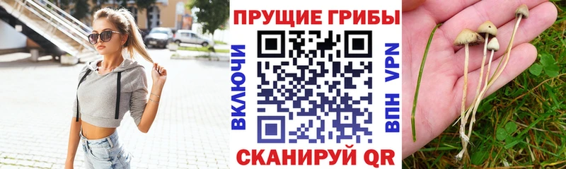 купить наркотики цена  Самара  Псилоцибиновые грибы Magic Shrooms 