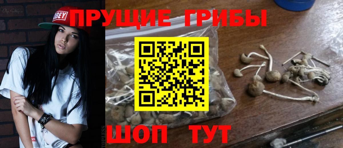 Самара  Псилоцибиновые грибы Psilocybe  Вход с VPN 